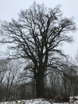 Spolupráce při plánu záchrany památného libavského dubu