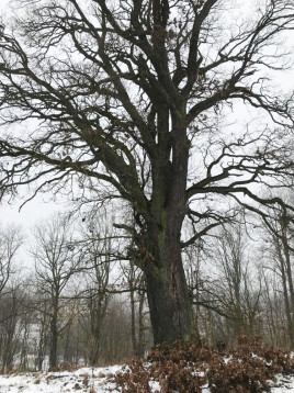 Hansmannův dub v Libavé bude památným stromem
