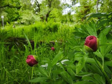 Brigáda mezi pivoňkami a vlčím bobem