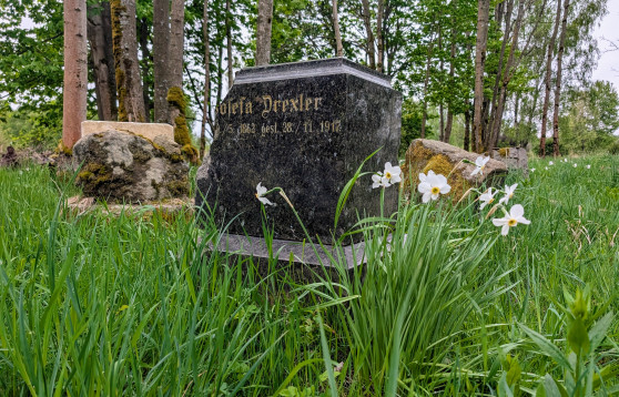 Čermná - brigáda pod narcisy